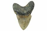 Bargain, Fossil Megalodon Tooth - Serrated Blade #343383-2